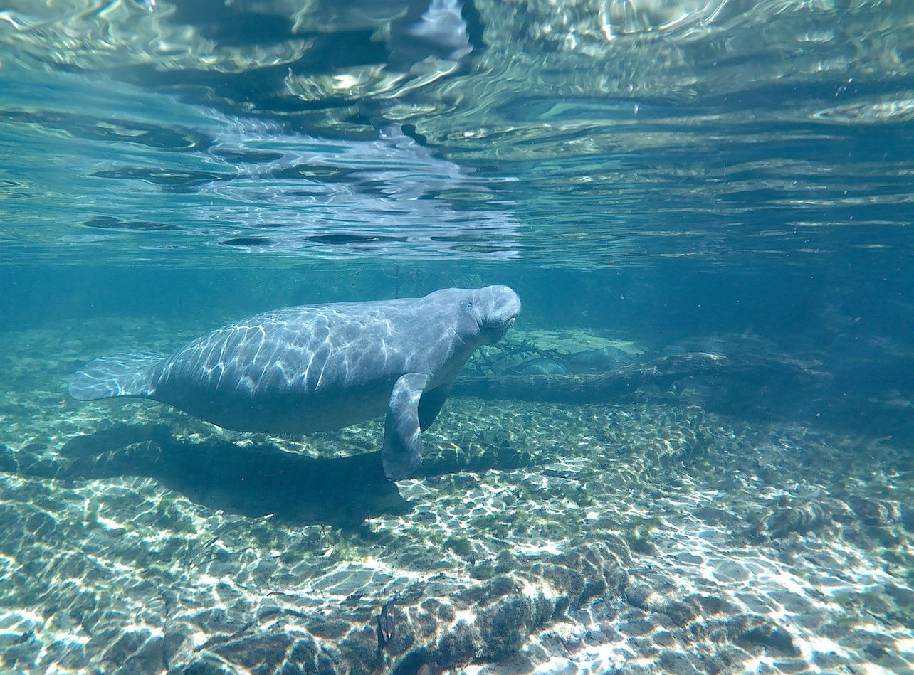 Clear Water Manatee