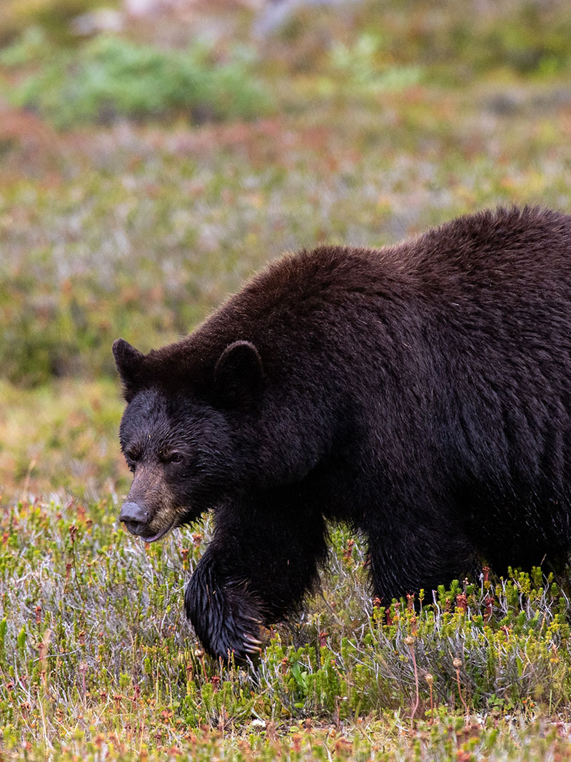Bear walking in meadow