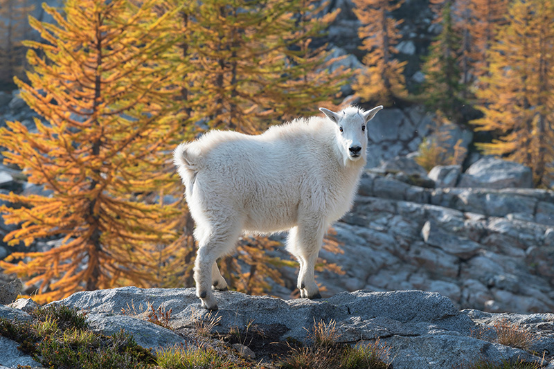 Goat on the mountainside